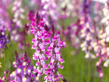 Bright snapdragons blooming in the flowerbedの写真素材