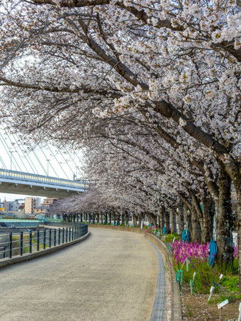 Cherry blossom trees and snapdragons blooming along the river bankの写真素材