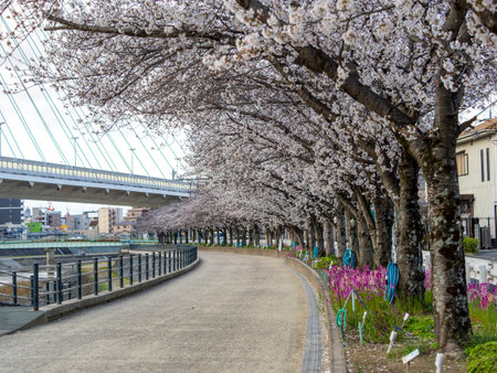 Cherry blossom trees and snapdragons blooming along the river bankの写真素材