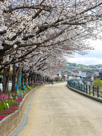 Cherry blossom trees and snapdragons blooming along the river bankの写真素材
