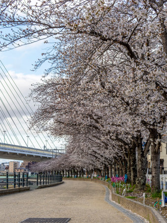 Cherry blossom trees and snapdragons blooming along the river bankの写真素材
