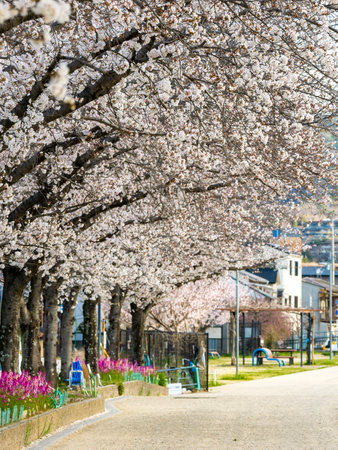 Cherry blossom trees and snapdragons blooming along the river bankの写真素材