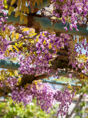 The wisteria trellis in the park where flowers bloomの写真素材