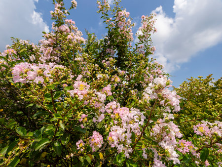 Pink crape myrtle blossoms and the blue summer sky
