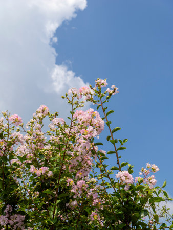 Pink crape myrtle blossoms and the blue summer sky