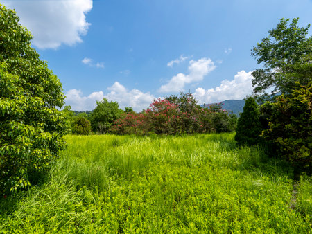 A field where crape myrtle flowers bloomの写真素材