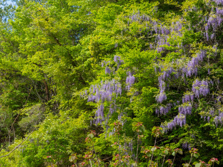Wisteria blooming in the mountainsの写真素材