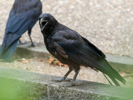 A crow with its beak openの写真素材