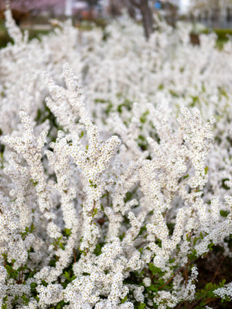 Thunberg's meadowsweet blooming in the spring park