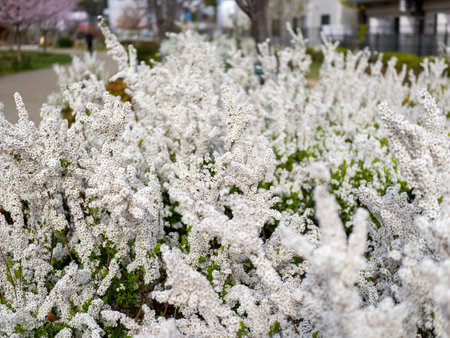 Thunberg's meadowsweet blooming in the spring park