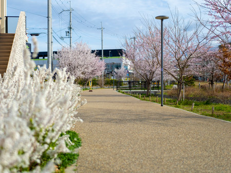Thunberg's meadowsweet blooming in the spring parkの写真素材