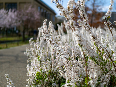 Thunberg's meadowsweet blooming in the spring parkの写真素材