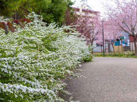 Thunberg's meadowsweet blooming in the spring parkの写真素材