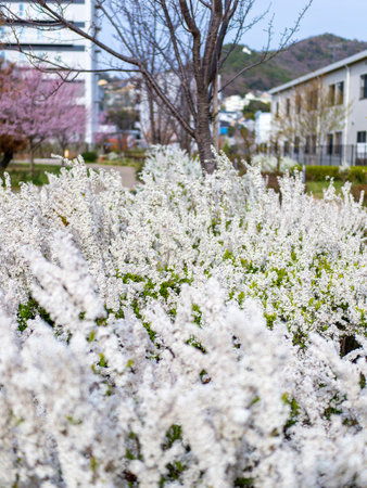 Thunberg's meadowsweet blooming in the spring park