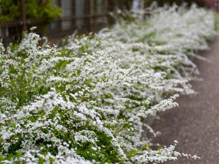 Thunberg's meadowsweet blooming in the spring park
