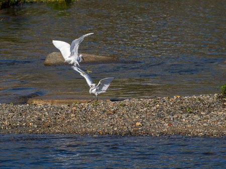 Little egrets fighting by the riverbank