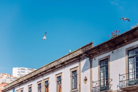 Sky with seagull flying above building. Porto gull descending to Vila Nova de Gaia streetの写真素材