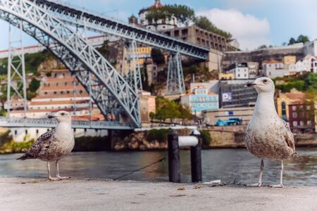 Seagulls walking on Porto promenade. Seagull close up with Porto bridge backgroundの写真素材