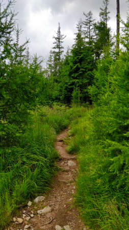 Footpath going through mixed forest of coniferous spruce trees and other deciduous trees during...