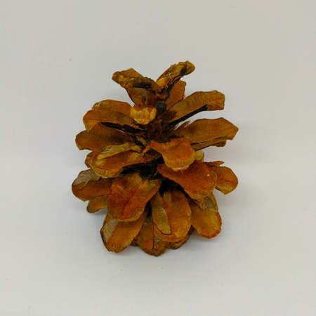 Pine tree cone on the white background.