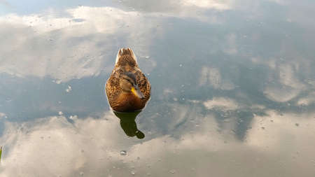 Duck floating of the river reflecting clouds on the sky.の写真素材