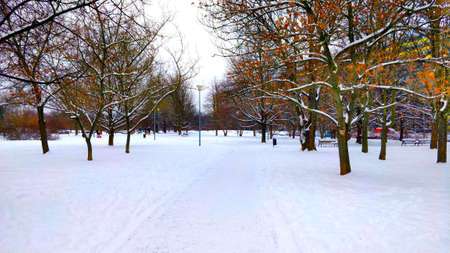 Snowy park during freezing winter in Prague, Czech Republic.の写真素材