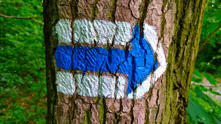 Blue Czech touristic symbol for showing the way where to go pained onto tree trunk. There is forest...