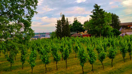 Prague, Czech Republic - June 15, 2021: Vineyard in one of the Prague's quarters called Prosek. Green vine bushes are lined up in the rows. The weather is a bit cloudy.のeditorial素材