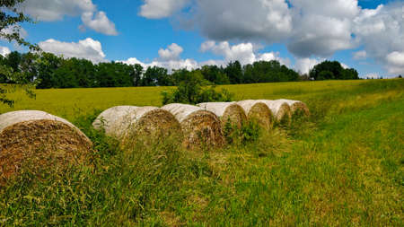 Straw bales lined up by the pasture in the South Bohemian nature with forest in the background....