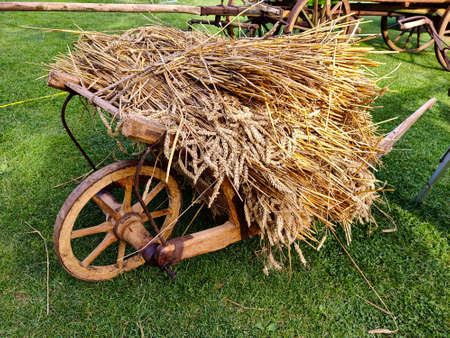 Traditional old wooden wheelbarrow full of harvested bunch of wheat. The cart stands on the grass.の写真素材
