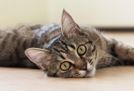 Cat lying on the floorの写真素材