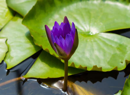 Beautiful water lotus in Blue Lotus Water Gardens, Yarra Junction, Australiaのeditorial素材