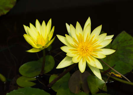 Beautiful water lotus in Blue Lotus Water Gardens, Yarra Junction, Australiaのeditorial素材