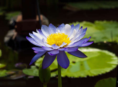 Beautiful water lotus in Blue Lotus Water Gardens, Yarra Junction, Australiaのeditorial素材