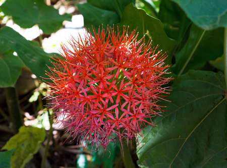 Beautiful water lotus in Blue Lotus Water Gardens, Yarra Junction, Australiaのeditorial素材