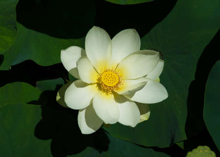 Beautiful water lotus in Blue Lotus Water Gardens, Yarra Junction, Australiaのeditorial素材