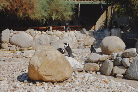Aviary for African penguins in zoo. Istanbul, Turkeyの写真素材