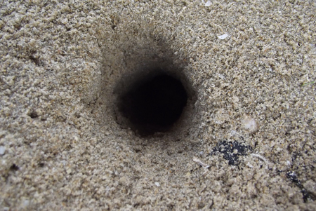 Ants coming in their hideout