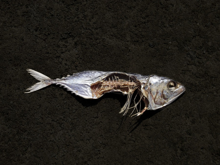 dead fishの写真素材