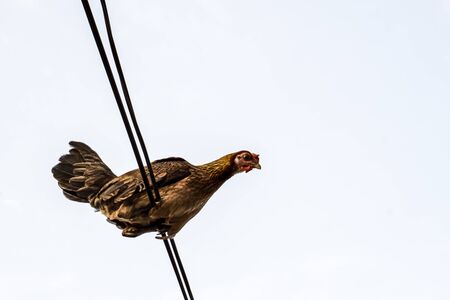 chicken
