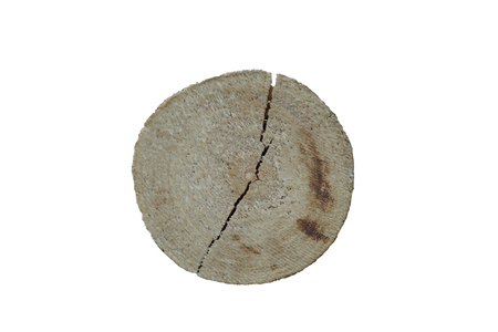 Cross section of tree with clipping path