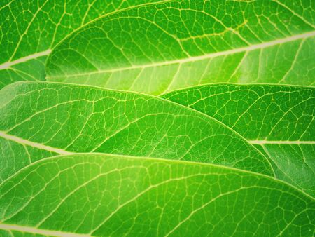 Green color leaves blurred background texture.の写真素材