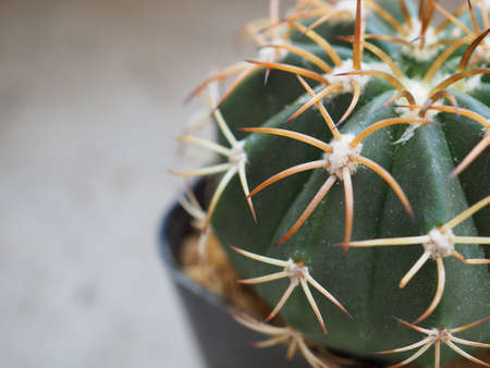 Cactus in pot for home garden interior, close up, selective focus.