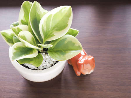 Close up a small tree plants in pots and ceramic pig on the brown wooden table with copy space for your text.の写真素材