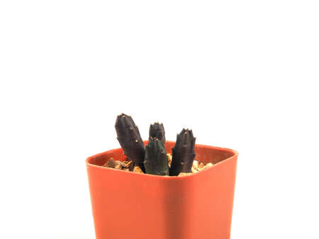 Close up cactus in pots isolated on a white background, for office and home decoration, Minimal style.の写真素材