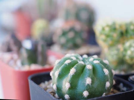 Cactus in pot for home garden interior, office , close up, selective focus with copy space.の写真素材