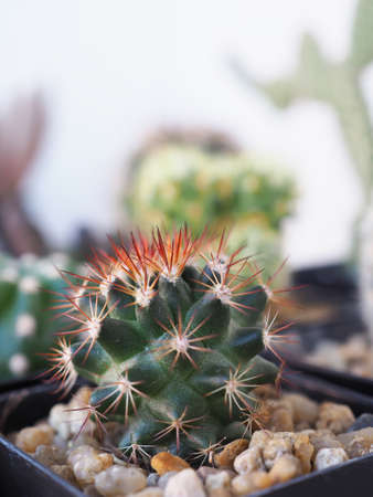 Cactus in pot for home garden interior, office , close up, selective focus with copy space.の写真素材