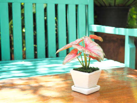 The little tree in a white ceramic pot on wooden table in the garden with beautiful sunlight.の写真素材
