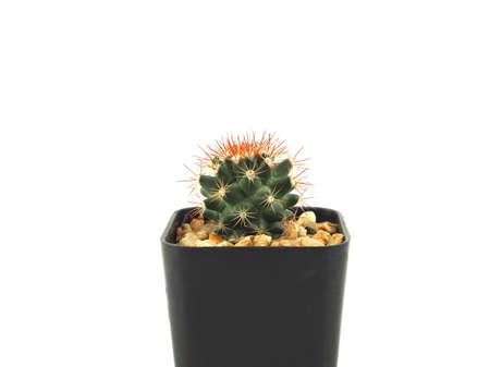 Close up cactus in pots isolated on a white background, for office and home decoration, Minimal style.の写真素材