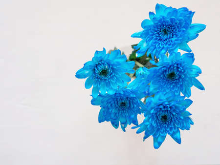 Beautiful blue flower (chrysanthemum) blooming in vase on white wooden background. Top view, flat lay space for text.の写真素材